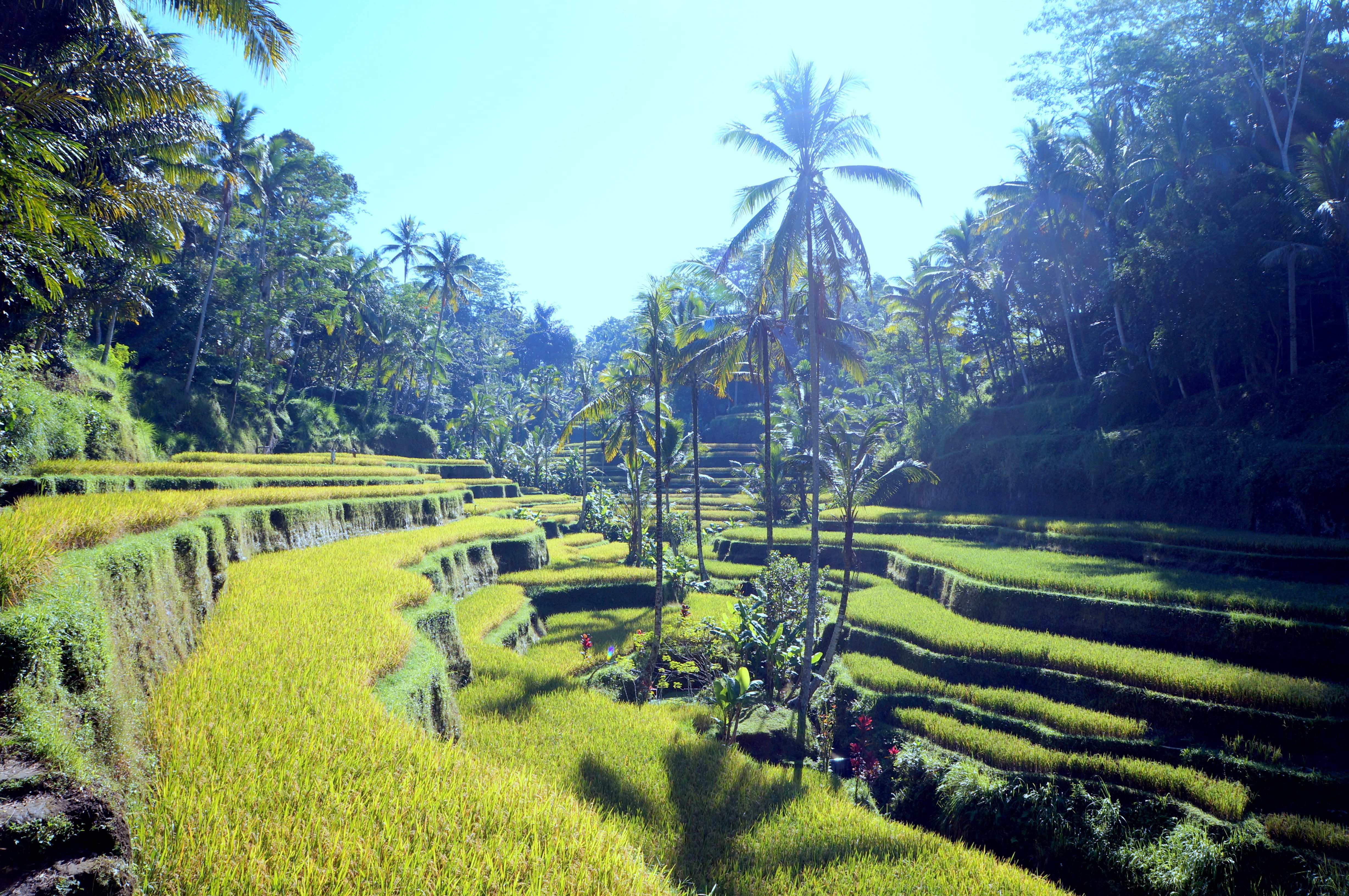 Ubud